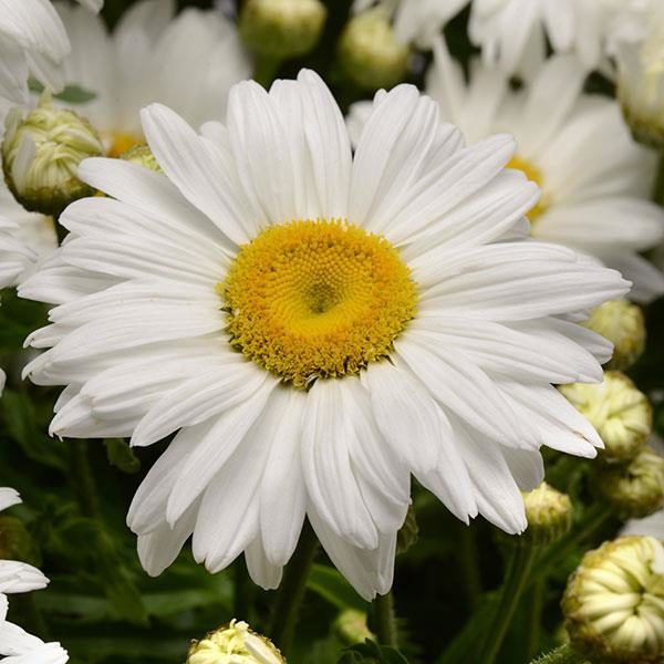 Shasta Daisy Leucanthemum 'White Magic' (LARGE) Perennial Garden Plug Plants Pack x6