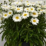 Shasta Daisy Leucanthemum 'White Magic' (LARGE) Perennial Garden Plug Plants Pack x6