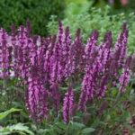 Salvia Nemerosa Pink  'Rose Marvel' (Large) Perennial Plug Plants Pack x6