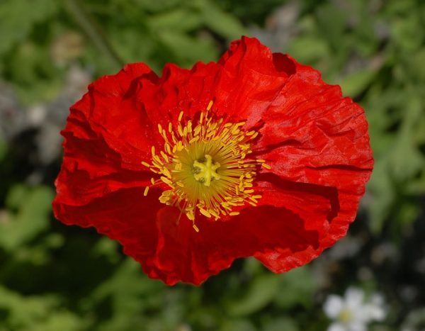 Iceland Poppy / Papaver Champagne Bubbles Scarlet Plug Plants Pack x6