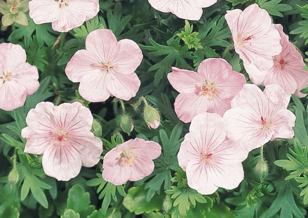 Hardy Geranium Sanguineum 'Vision Pink' Perennial Plug Plants Pack x6