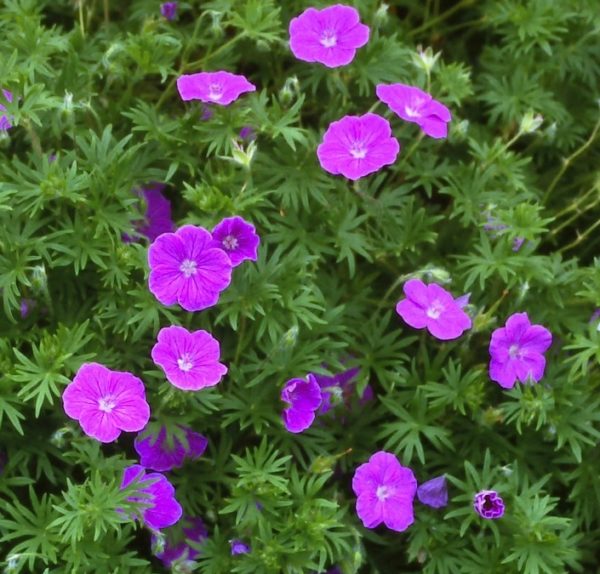 Hardy Geranium Sanguineum 'Vision Violet' Perennial Plug Plants Pack x6