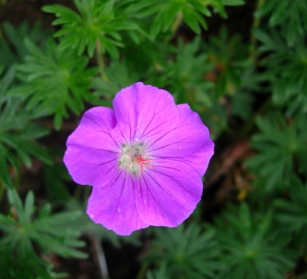 Hardy Geranium Sanguineum 'Vision Violet' Perennial Plug Plants Pack x6