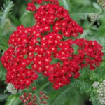 Achillea Millefolium 'Red Velvet' Perennial Supersize XXL Plug Plants Pack x3