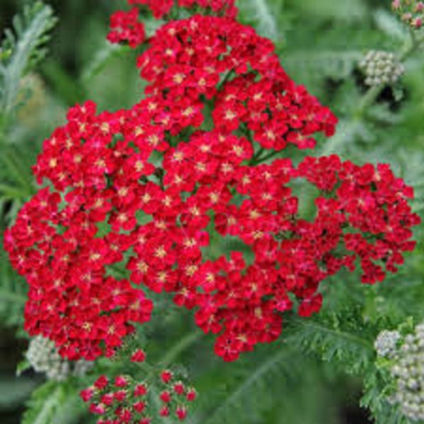 Achillea Millefolium 'Red Velvet' Perennial Supersize XXL Plug Plants Pack x3