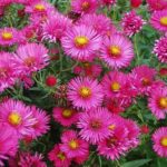 Aster novi-angliae 'Alma Potschke' Perennial XXL Supersize Plug Plants Pack x3
