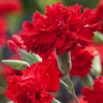 Dianthus 'Lady In Red' Perennial Garden Plug Plants Pack x6