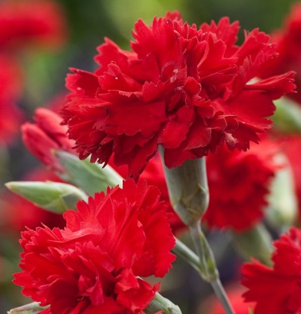 Dianthus 'Lady In Red' Perennial Garden Plug Plants Pack x6