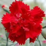 Dianthus 'Lady In Red' Perennial Garden Plug Plants Pack x6