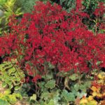 Heuchera 'Coral Forest' Perennial Garden Plug Plants Pack x6