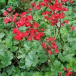 Heuchera 'Coral Forest' Perennial Garden Plug Plants Pack x6