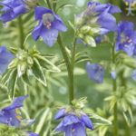 Polemonium Caeruleum 'Brise D'Anjou' Perennial XXL Supersize Plug Plants Pack x3