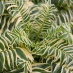 Polemonium Caeruleum 'Brise D'Anjou' Perennial XXL Supersize Plug Plants Pack x3