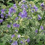 Polemonium Caeruleum 'Brise D'Anjou' Perennial XXL Supersize Plug Plants Pack x3