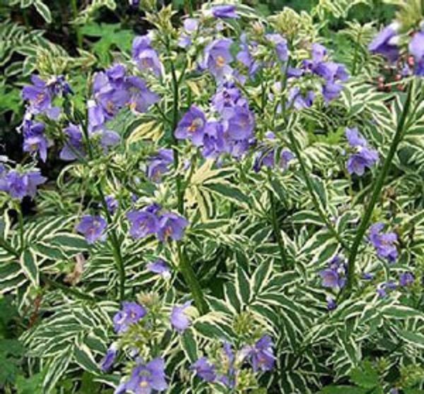 Polemonium Caeruleum 'Brise D'Anjou' Perennial XXL Supersize Plug Plants Pack x3