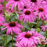 Echinacea (Coneflower) Purple Emperor LARGE Supersize Plug Plants Pack x3
