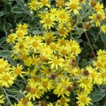 Senecio Greyii 'Sunshine' Perennial Garden Plug Plants Pack x6