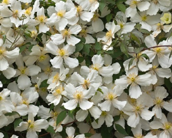 Clematis Montana Grandiflora Climbing Shrub Plug Plants Pack x6