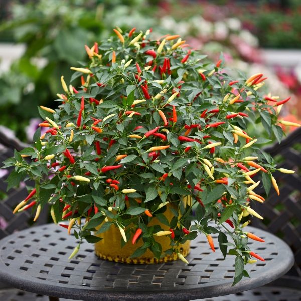 Pepper (Chilli) Basket Of Fire Pack Kings's Seeds Patio Collection