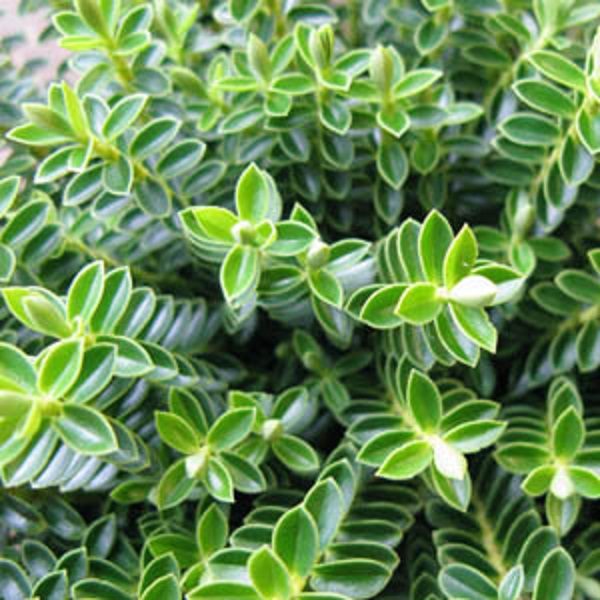Hebe Buxifolia (Odora NANA) Perennial Evergreen Shrub Plug Plants Pack x6