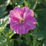Hardy Geranium 'Blushing Turtle' Perennial LARGE Plug Plants Pack x3