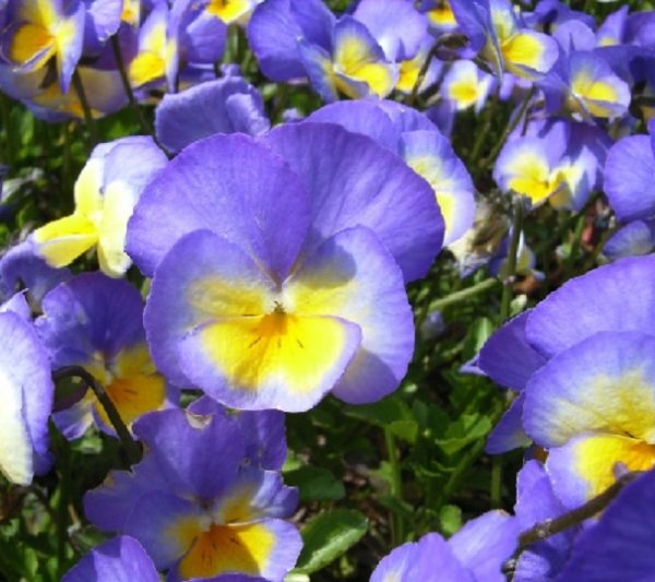 Viola Cornuta 'Zoe' Perennial Alpine Plug Plants Pack x6
