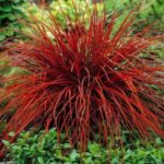 Grass Uncinia Rubra 'Firedance' Perennial Plug Plants Pack x6