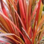 Grass Uncinia Rubra 'Firedance' Perennial Plug Plants Pack x6