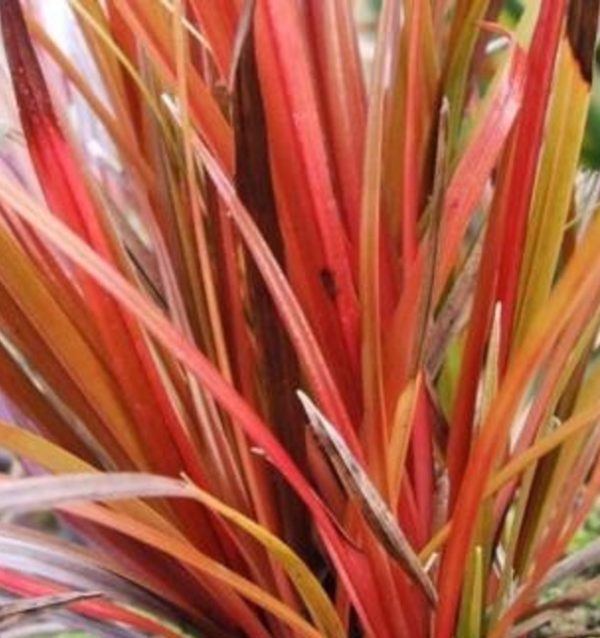Grass Uncinia Rubra 'Firedance' Perennial Plug Plants Pack x6