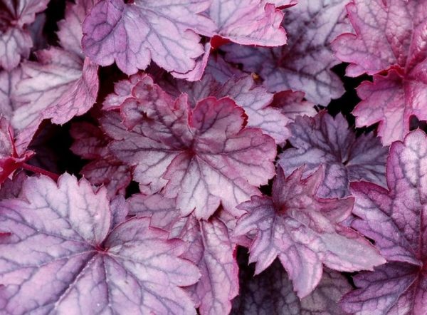 Heuchera CITY™ 'Shanghai' Perennial Garden XXL Supersize Plug Plants Pack x3
