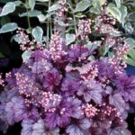 Heuchera CITY™ 'Shanghai' Perennial Garden XXL Supersize Plug Plants Pack x3
