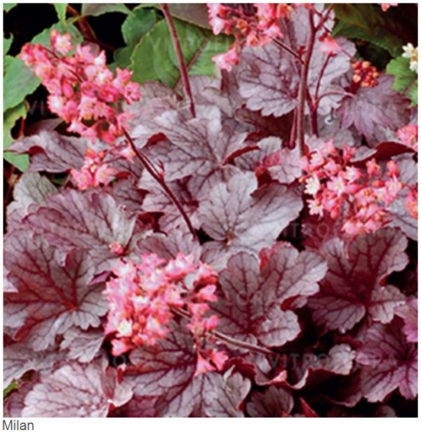 Heuchera CITY™ 'Milan' Perennial Garden XXL Supersize Plug Plants Pack x3