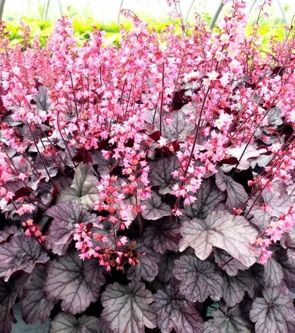 Heuchera CITY™ 'Milan' Perennial Garden XXL Supersize Plug Plants Pack x3