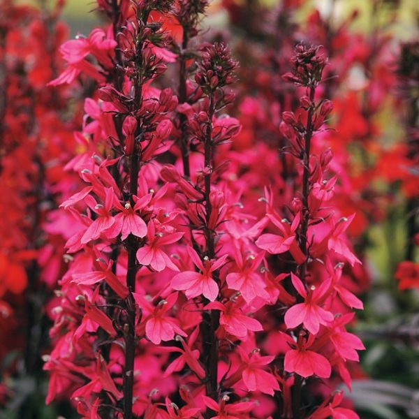 Lobelia Starship™ Deep Rose Perennial XXL Supersize Plug Plants Pack x3