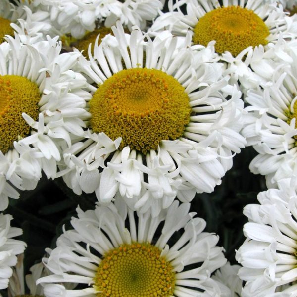 Leucathemum x Superbum 'Real Neat' Shasta Daisy XXL Supersize Perennial Plug Plants Pack x3