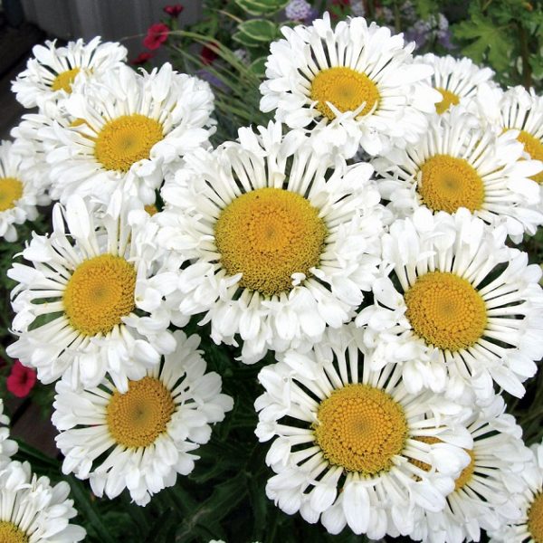Leucathemum x Superbum 'Real Neat' Shasta Daisy XXL Supersize Perennial Plug Plants Pack x3