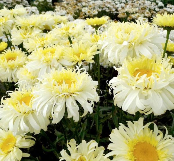 Leucathemum x Superbum 'Real Charmer' Shasta Daisy XXL Supersize Perennial Plug Plants Pack x3