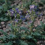 Polemonium Viscosum 'Blue Whirl' Perennial Plug Plants Pack x 6