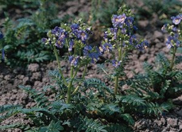 Polemonium Viscosum 'Blue Whirl' Perennial Plug Plants Pack x 6