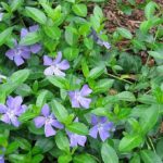 Vinca Minor 'Bowles's Variety' Perennial Garden Plug Plants Pack x6