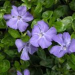 Vinca Minor 'Bowles's Variety' Perennial Garden Plug Plants Pack x6