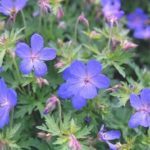 Hardy Geranium Johnson's Blue Perennial XXL Supersize Plug Plants Pack x3