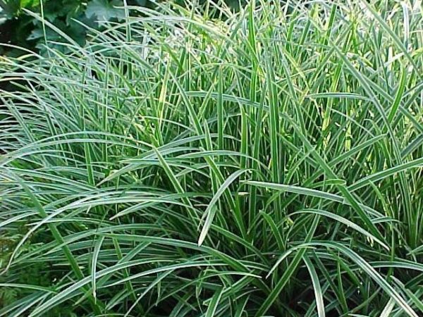 Grass 'Carex Ice Dance' Perennial Garden LARGE Plug Plants Pack x6