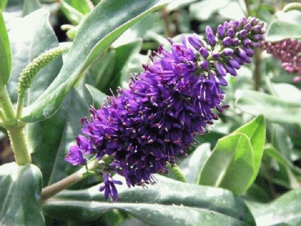 Hebe x Hybrida 'Grethe' Perennial Evergreen Shrub Plug Plants Pack x6