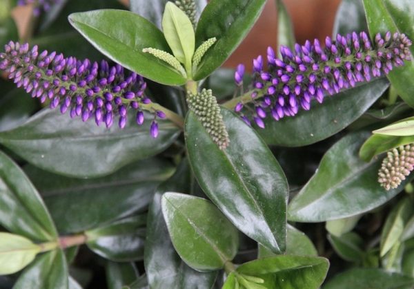 Hebe x Hybrida 'Grethe' Perennial Evergreen Shrub Plug Plants Pack x6