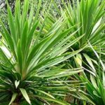 Cordyline Australis Plug Plants Perennial Evergreen Pack x 6
