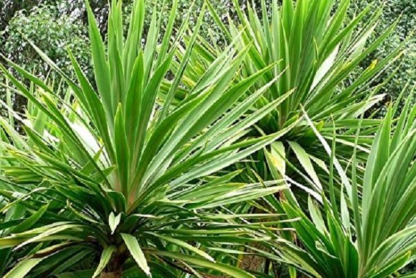 Cordyline Australis Plug Plants Perennial Evergreen Pack x 6