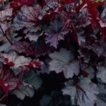 Heuchera 'Palace Purple' Perennial Garden XXL Supersize Plug Plants Pack x3