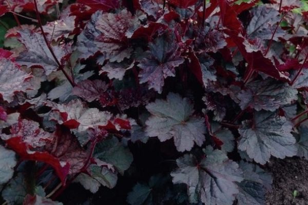 Heuchera 'Palace Purple' Perennial Garden XXL Supersize Plug Plants Pack x3
