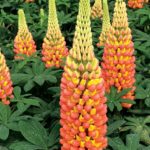 Lupin / Lupinus West Country™ 'Gladiator' Perennial XXL Supersize Plug Plants Pack x3